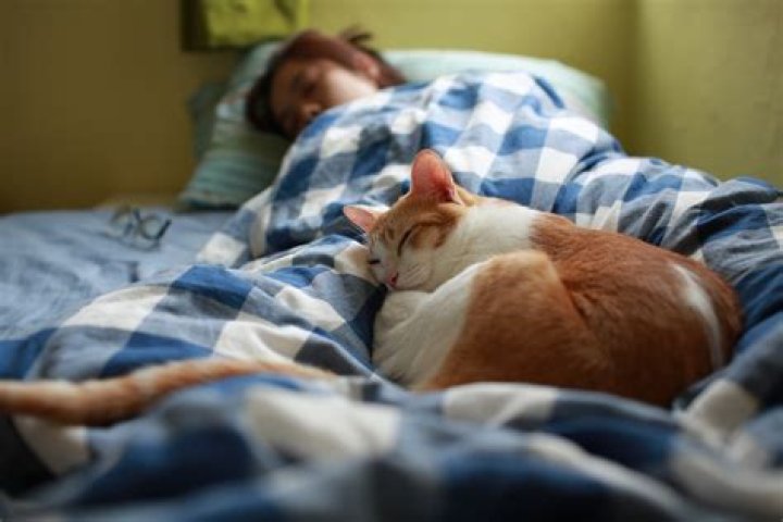 Why do cats sleep with their owners?