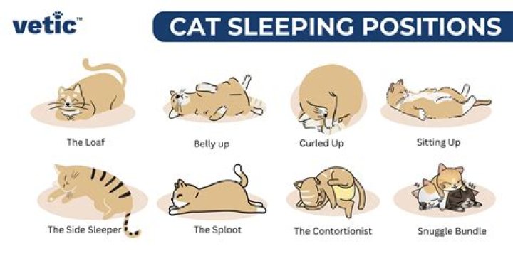 Why do cats stretch out when sleeping?