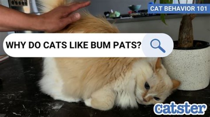 Why do cats turn their bums to you?