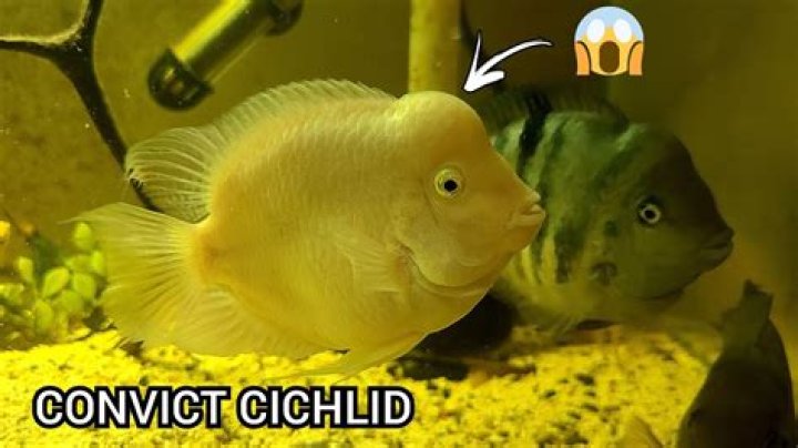 Why do cichlids swim sideways?
