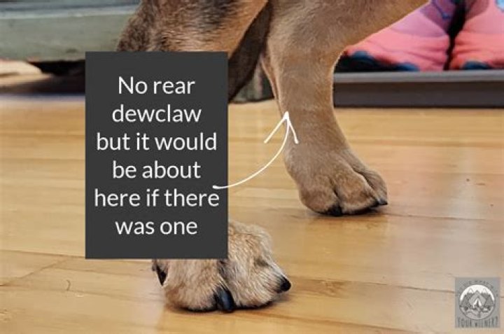 Why do dogs chew their dew claws?