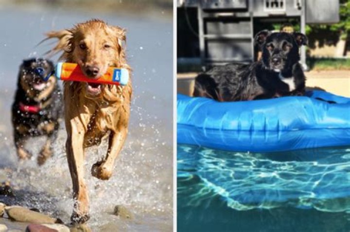 Why do dogs hate baths but love swimming?