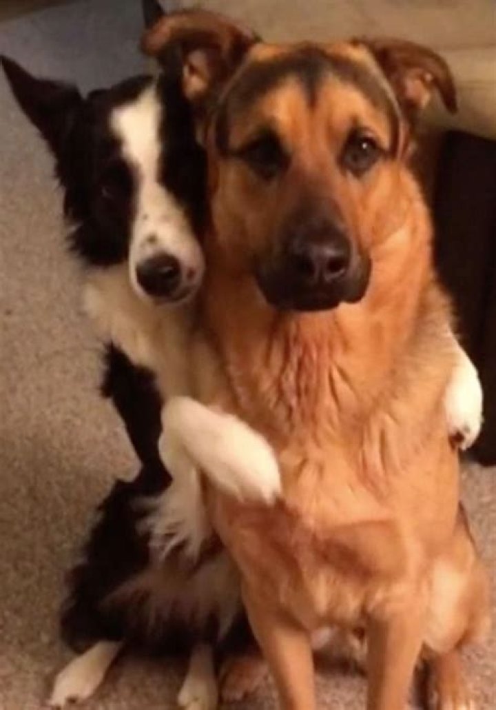 Why do dogs hug stuffed animals?
