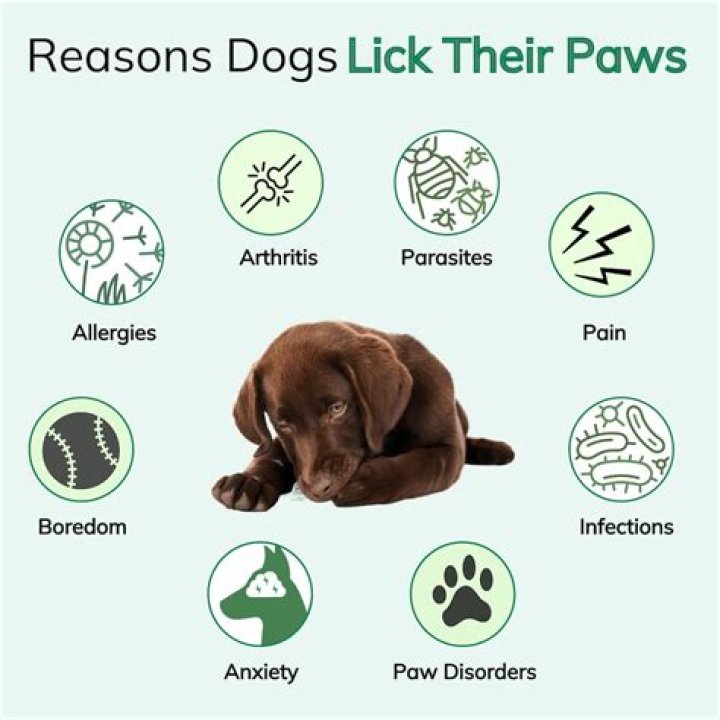 Why do dogs lick crying babies?