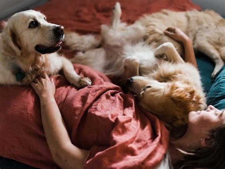 Why do dogs like to sleep on your bed?