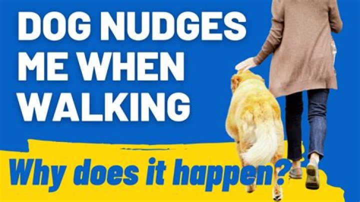 Why do dogs nudge your hand?