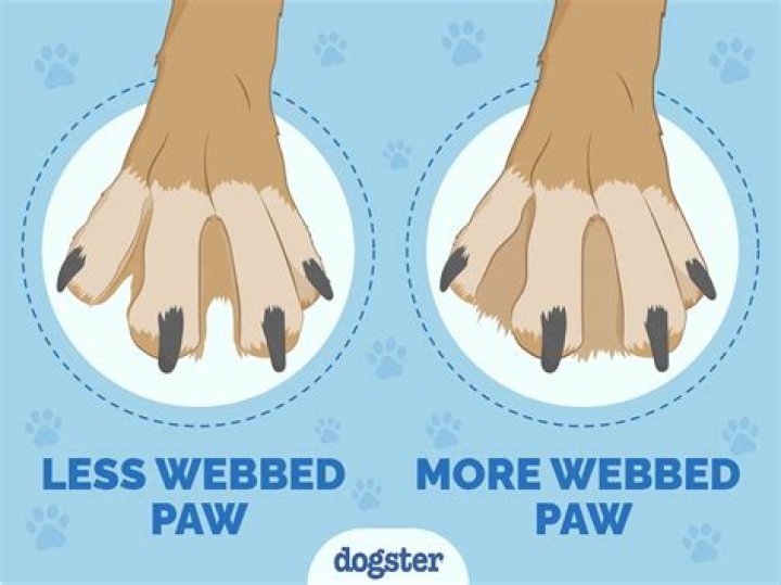 Why do dogs offer their paw?