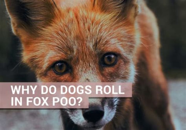 Why do dogs roll in fox poo?