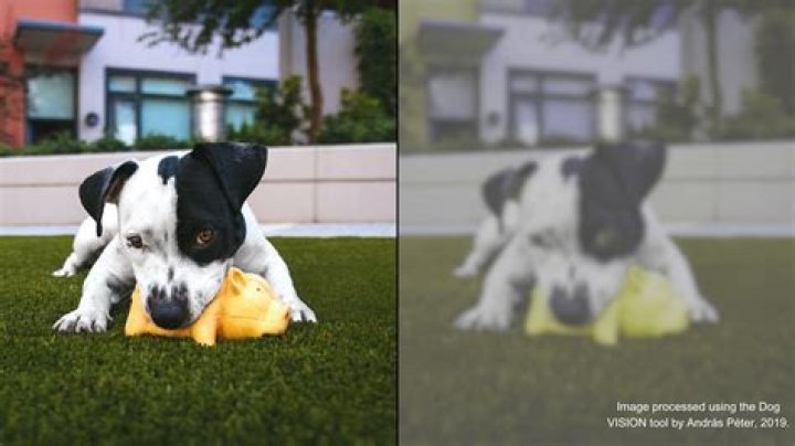 Why do dogs say Woo?