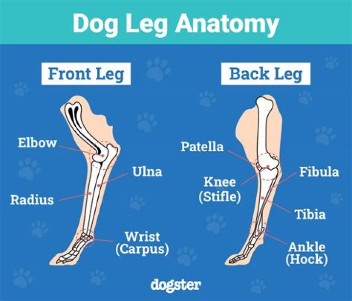 Why do dogs sit up on their hind legs?