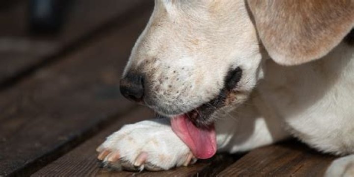 Why do dogs stop liking their food?