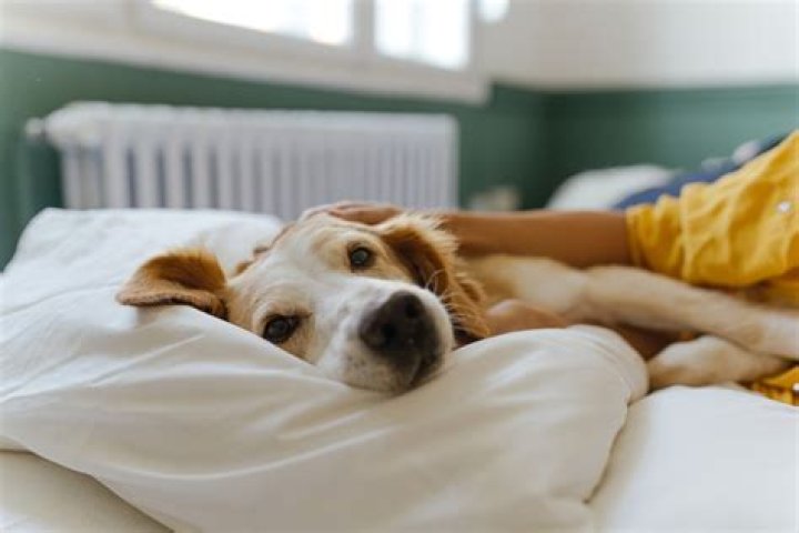 Why do dogs want to sleep next to you?