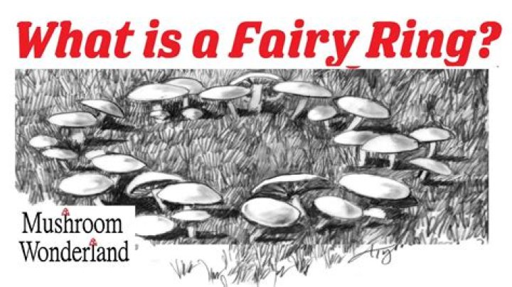 Why do fairy rings occur?