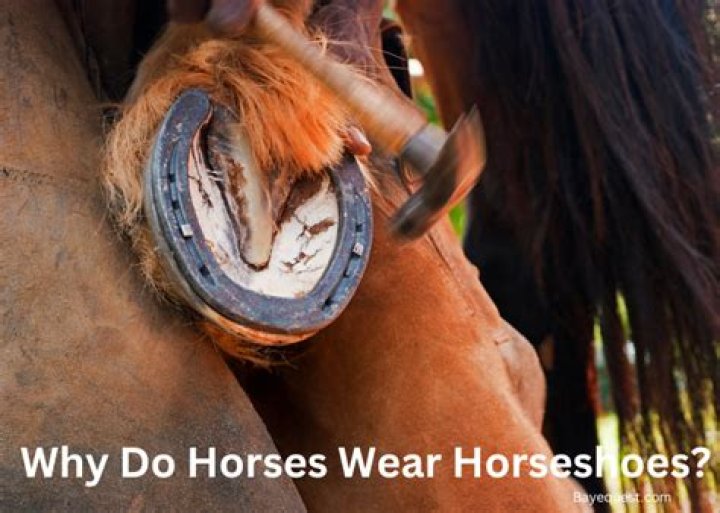 Why do horses kick up their heels?