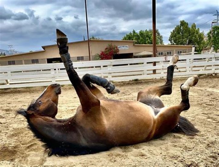 Why do horses roll?