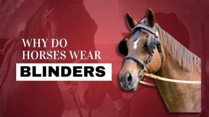 Why do horses stand in the corner?