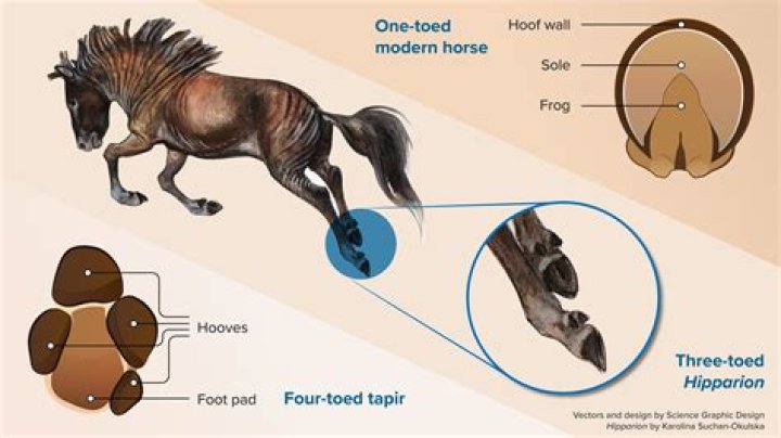Why do horses turn their butt to you?