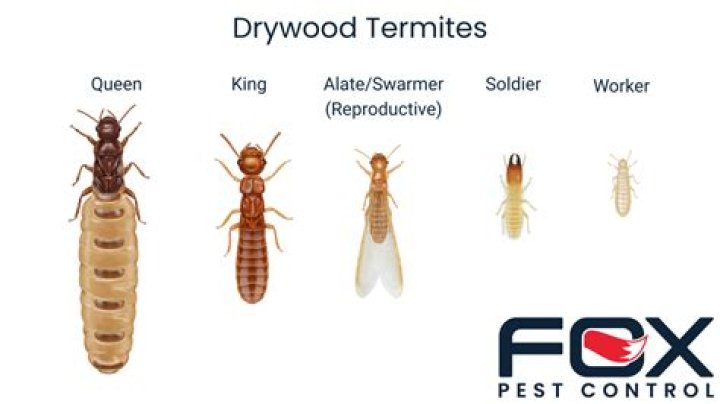 Why do I keep finding termite wings?