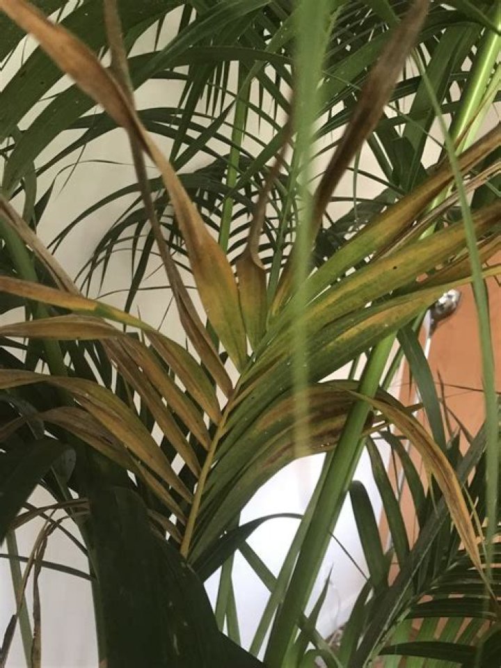 Why do indoor palm trees turn brown?