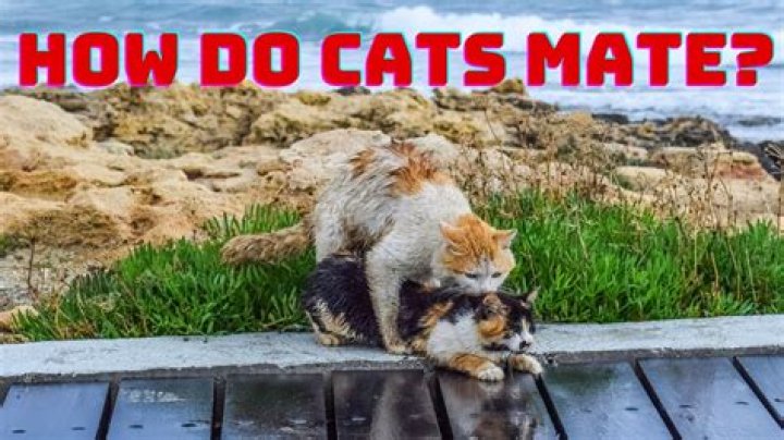 Why do male cats mate with other male?
