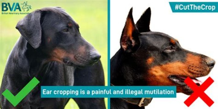 Why do people crop dogs ears?