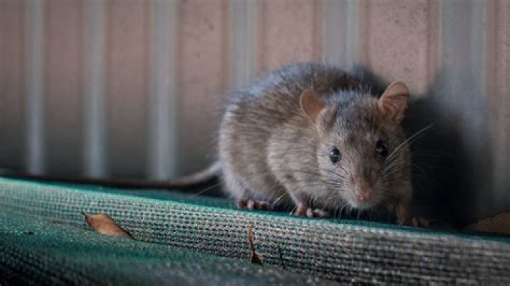 Why do rats roll?