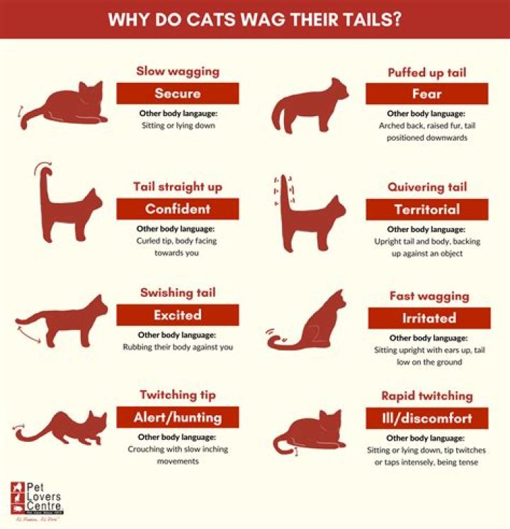 Why do snakes wag their tail?