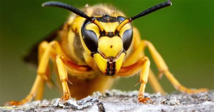 Why do wasp stings hurt?