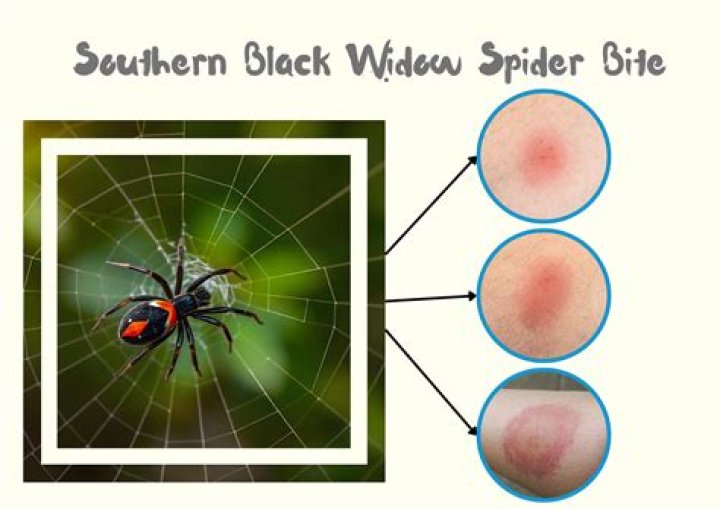 Why do we scream when we see a spider?
