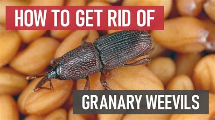 Why do weevils get in rice?