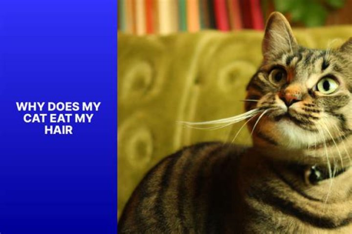 Why does my cat eat my hair?