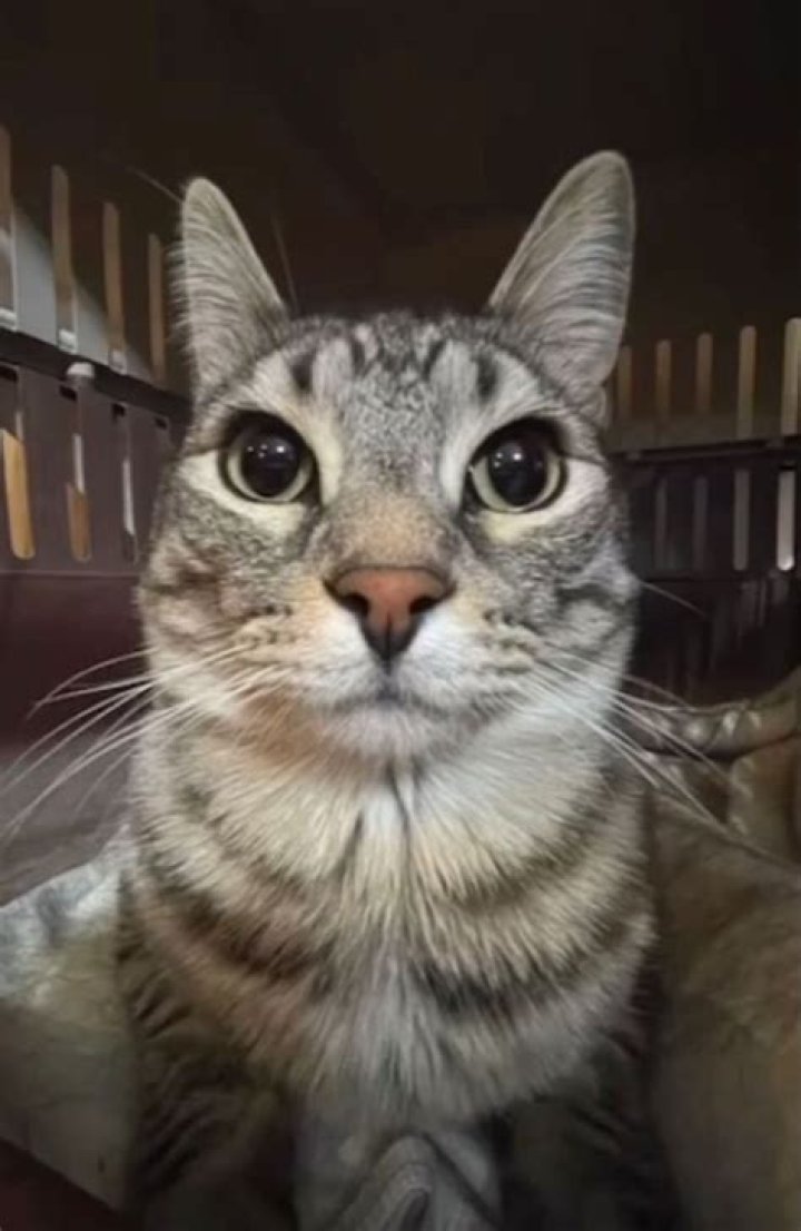 Why does my cat sit and stare at me all the time?