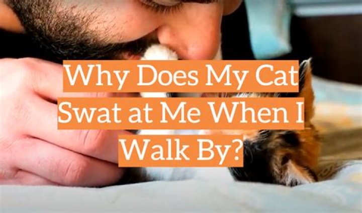 Why does my cat swat at me when I feed him?