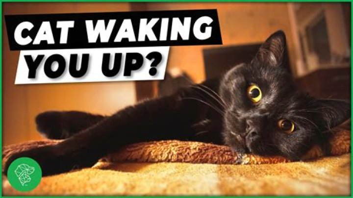 Why does my cat wake up when I leave the room?