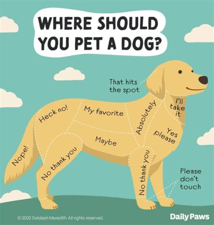 Why does my dog leave the room when I come in?
