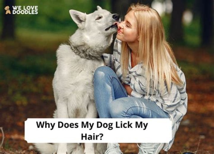 Why does my dog lick my son?