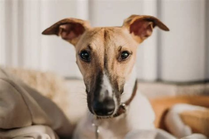 Why does my dog put his ears back when he sees me?