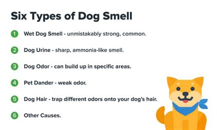 Why does my dog smell like a wet dog?