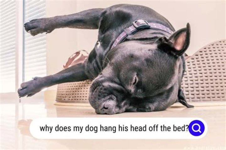 Why does my dog thrash his bed?