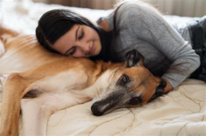 Why does my dog want to hump my baby?