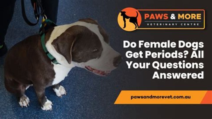 Why does my female dog like my husband more?