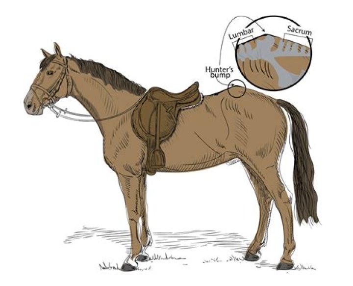 Why does my horse bronc?