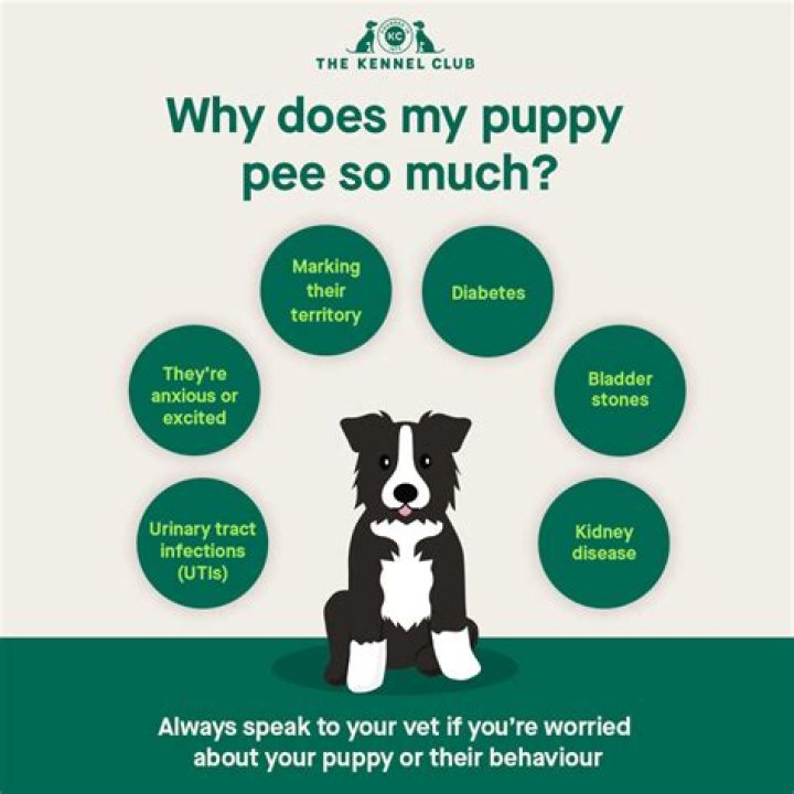 Why does my puppy suddenly go crazy?