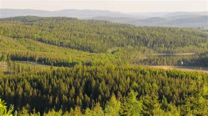 Why does Scotland not have forests?