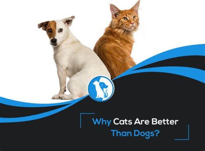 Why horses are better than dogs?