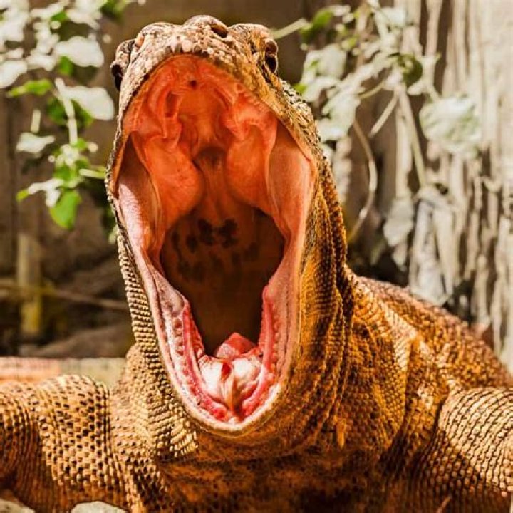Why is a Komodo dragon so special?