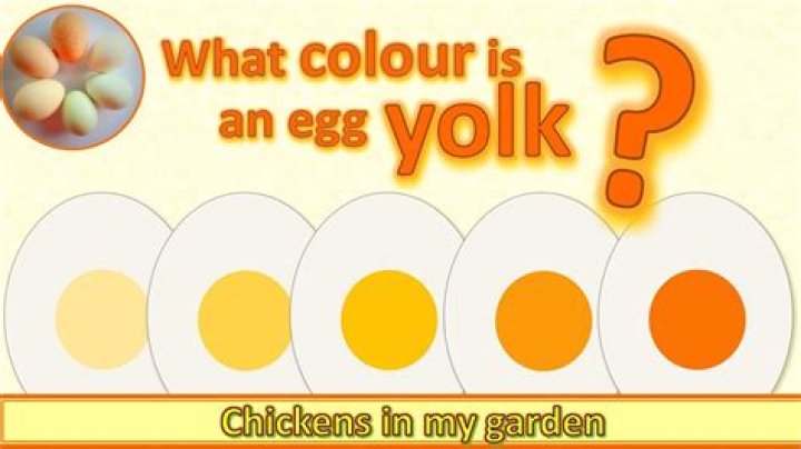 Why is an egg yolk so yellow?