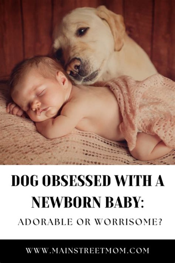 Why is dog obsessed with baby?