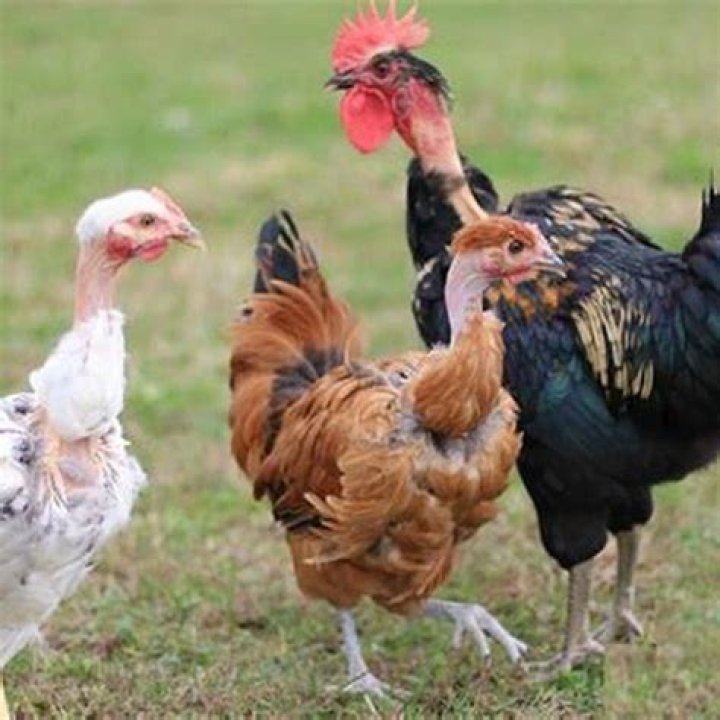 Why is duck not as popular as chicken?