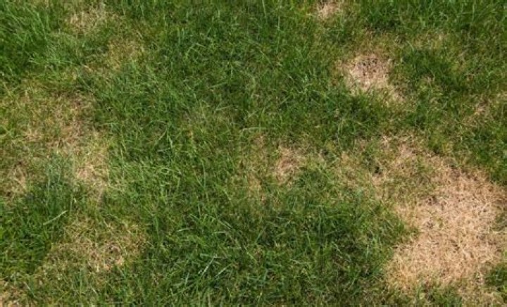 Why is grass brown after I mow?